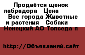 Продаётся щенок лабрадора › Цена ­ 30 000 - Все города Животные и растения » Собаки   . Ненецкий АО,Топседа п.